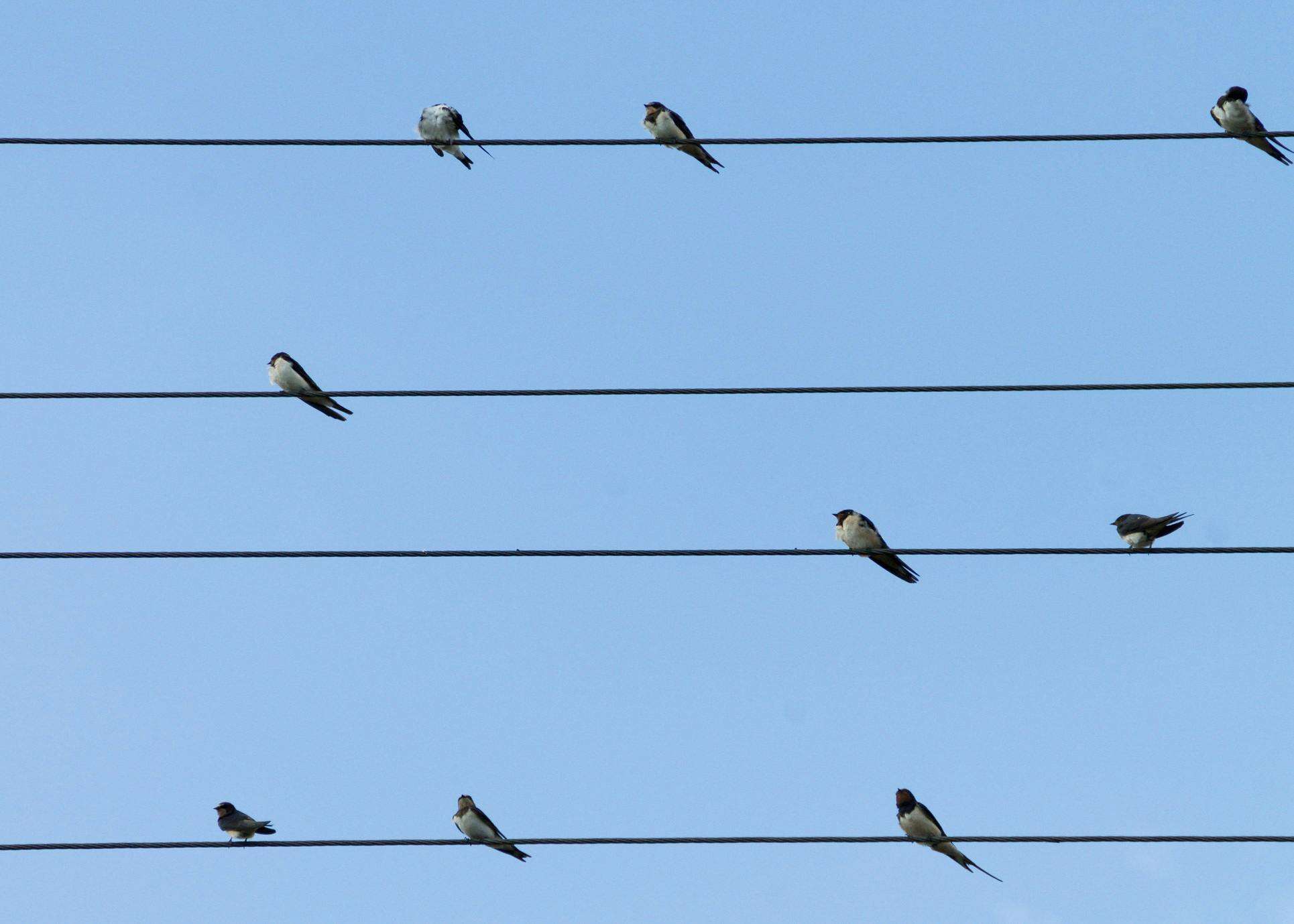 Overhead Lines Services Level 2 Electrical in Wedderburn