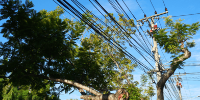 plant-under-a-power-line-the-local-electrician
