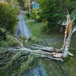 fallen tree
