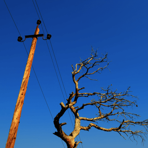 plant-under-a-power-line-the-local-electrician